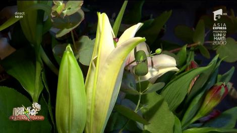 Cadouri de Valentine's Day. Trandafirii criogenați, la modă