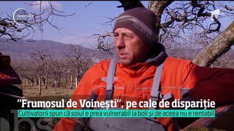 Nici merele nu mai sunt ce-au fost odată! Celebru pentru gustul delicios, soiul de Voineşti este pe cale să dispară