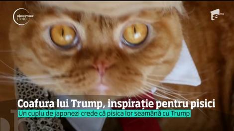 Coafura lui Donald Trump, inspiraţie pentru pisici