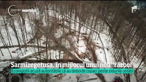 E scandal la Sarmizegetusa. Autorităţile au tăiat 100 de fagi bătrâni, iar ecologiştii sunt furioşi. Un arbore ar fi căzut peste zidurile vechii cetăţi