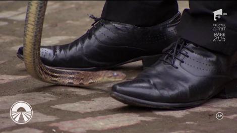 Concurs culinar la Asia Express! Luminița și Dorian Popa, Lora și Ionuț Ghenu trebuie să gătească șarpe