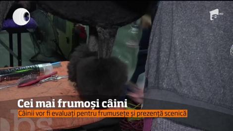 A început cel mai mare concurs de frumuseţe canină din New York!