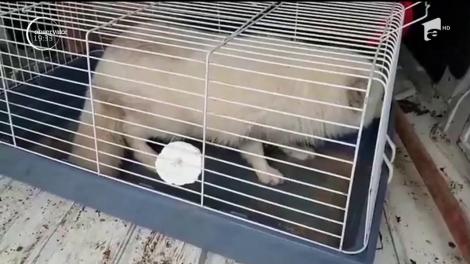 Povestea zilei. Vulpea polară Julieta a evadat de la Zoo, de lângă vulpoiul ei, Romeo