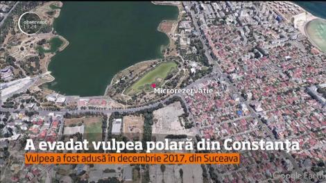 O vulpe polară a evadat de la Grădina Zoologică din Constanţa