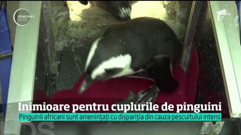 De Valentine's Day, cuiburile pinguinilor sunt decorate romantic, cu inimioare