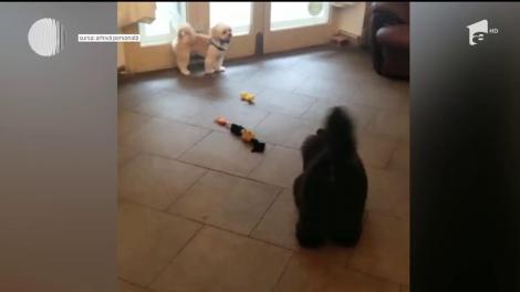 Incident şocant pe un bulevard intens circulat din Bucureşti