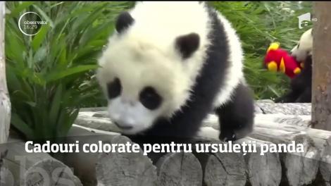 Anul Nou Chinezesc vine la pachet cu zeci de surprize pentru ursuleţii panda