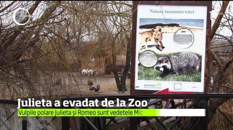 Momente amuzante la Constanţa, după ce Julieta, vulpea polară de la microrezervaţie, a evadat de lângă vulpoiul ei, Romeo