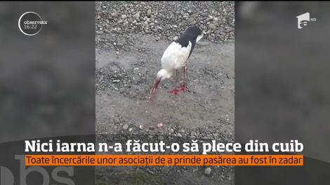 A rămas în cuibul ei, în ciuda iernii. E povestea unei berze, deja celebră