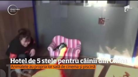 Hotel de cinci stele pentru câinii din China