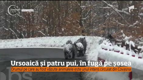 Urşii au ieşit din hibernare. Şi s-au trezit pietoni. O ursoaică a fost filmată împreună cu cei patru pui ai ei pe un drum de munte în Covasna