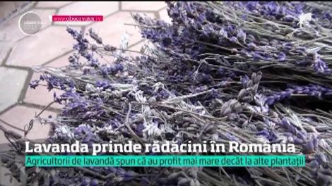 Plantațiile de lavandă prinde rădăcini și în România. Agricultorii spun că e mai uşor de cultivat şi aduce profit şi de 4-5 ori mai mare