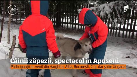 Spectacol în Munţii Apuseni! Zeci de câini de zăpadă s-au aliniat la startul unei curse inedite