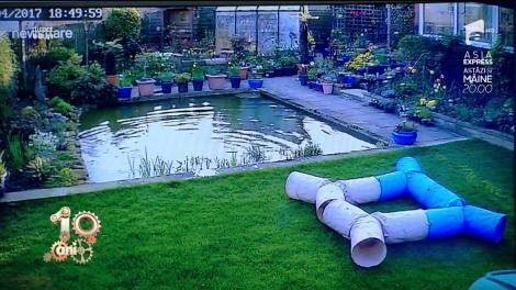 Smiley News! O pisică încearcă să prindă o pasăre în zbor