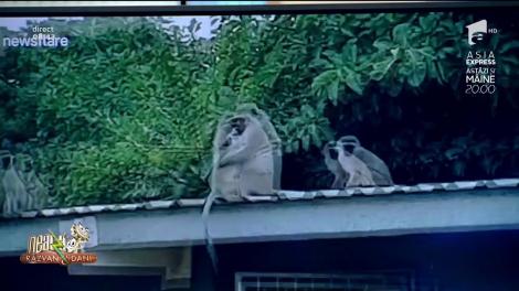 Smiley News! Maimuțica cu piciorul rănit