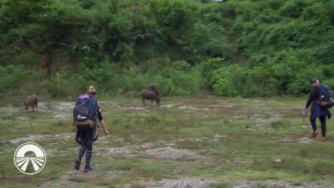 Concurenţii şi-au dus la bun sfârşit sarcinile! Au făcut poze cu bivolul de apă!