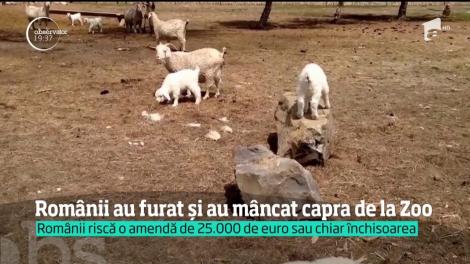 Doi români au furat o capră de la o gradină zoologică din Germania  şi apoi au mâncat-o