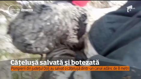 Salvare emoţionantă în localitatea Carcea din judeţul Dolj! Pompierii au salvat o căţeluşă dintr-un canal adânc de opt metri