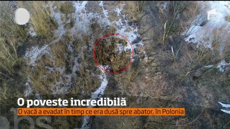 O vacă a evadat în timp ce era dusă spre abator, în Polonia