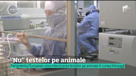 Testele cosmetice pe animale ar putea fi interzise în toată lumea