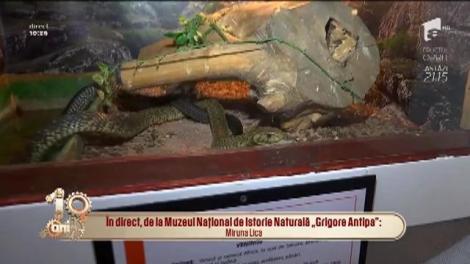 Dani, Dani, așa te lauzi? Colegul Răzvan, acest suflet rece și veninos: "Exponatele de la Muzeul Antipa au exact valoarea ta sentimentală"