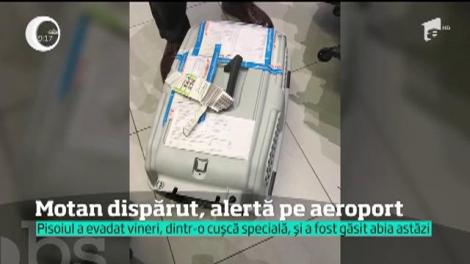 Un motan a pus pe jar pe toată lumea, pe cel mai mare aeroport al României, Otopeni