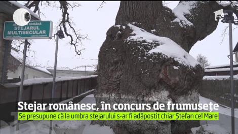 Un stejar de 750 de ani concurează pentru titlul de cel mai frumos copac