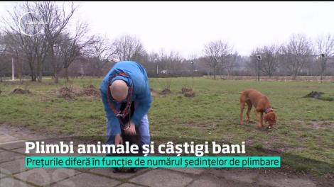 Meseria de dog-sitter, la mare căutare de români