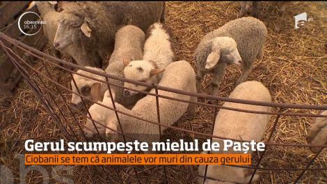 Frigul ar putea scumpi mielul de Paşte. Crescătorii spun că nu toţi puii de oaie vor rezista temperaturilor de afară