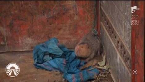 ”Ține-te de lanțuri. Poate sare pe noi și ne mușcă!” Frații Moroșanu, speriați de un rozător care seamănă cu un șobolan imens