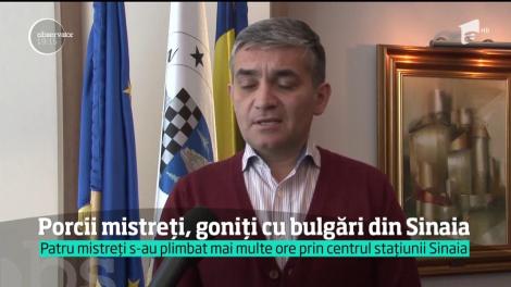 Porci mistreți, goniți cu bulgări de zăpadă din Sinaia