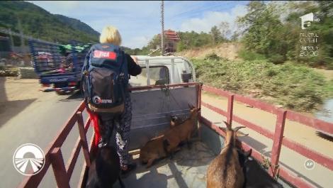 Vica Blochina și Daniela Crudu au ajuns într-o mașină urât mirositoare care transporta capre! ”Nu aș fi venit niciodată în competiție dacă știam!”