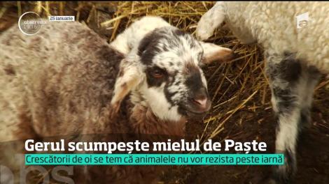 Gerul scumpește carnea de miel cu 20%