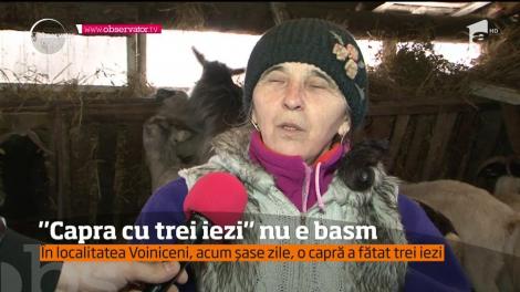Capra cu trei iezi nu este doar o poveste pentru copii, este o realitate! Cel puţin într-o gospodărie din Mureş