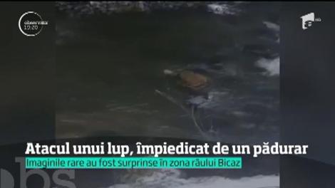 Atacul unui lup în zona râului Bicaz, împiedicat de un pădurar