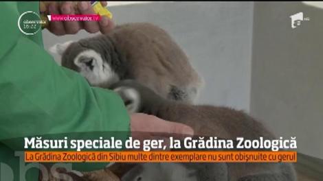 Măsuri speciale de ger, la Grădina Zoologică