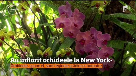 Au înflorit orhideele la New York