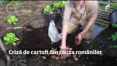 Criză de cartofi în Marea Britanie, din cauza românilor