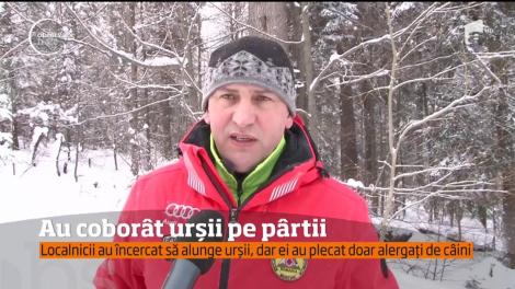 O ursoaică și un pui au fost văzuți pe Pârtia Cocoșul