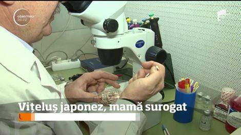 Oamenii de ştiinţă din Tg. Mureş au reuşit să obţină un viţel sută la sută japonez, dintr-o vacă sută la sută românească