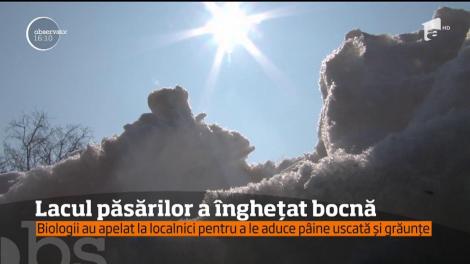 Lacul păsărilor de la Microrezervaţia Delfinariului din Constanţa a înghețat