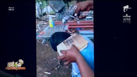 Smiley News. Tinichigiu vopsește părul în timpul liber