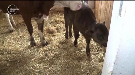 Nero, primul vițel japonez născut &icirc;n Rom&acirc;nia