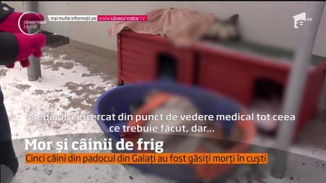 Cinci câini din padocul din Galați au fost găsit morți în cuști