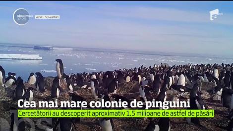 Cea mai mare colonie de pinguini trăieşte pe o insulă din nordul Antarcticii