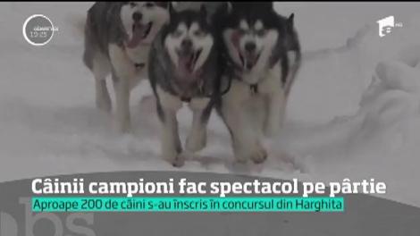 Ultimul concurs de sănii trase de câini din acestă iarnă, din Harghita, s-a desfăşurat într-un peisaj deprins parcă din Alaska!
