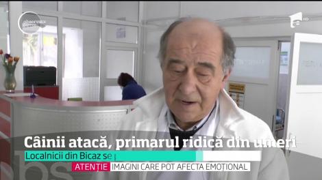 O tânără din Neamţ a fost atacată de o haită de câini fără săpân