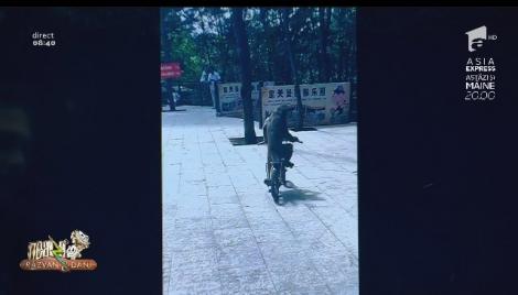 Smiley News. Impact frontal! Ce se întâmplă dacă o maimuță neatentă se urcă pe bicicletă