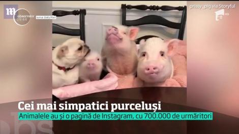 Cinci purceluşi simpatici şi un căţel &icirc;n timp ce stau şi aşteaptă să ia masa