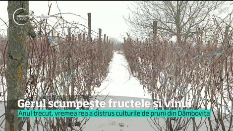 Frigul de la început de primăvară a îngheţat livezile şi viţa de vie. O recunosc oficialii din minister, care încă evaluează pagubele